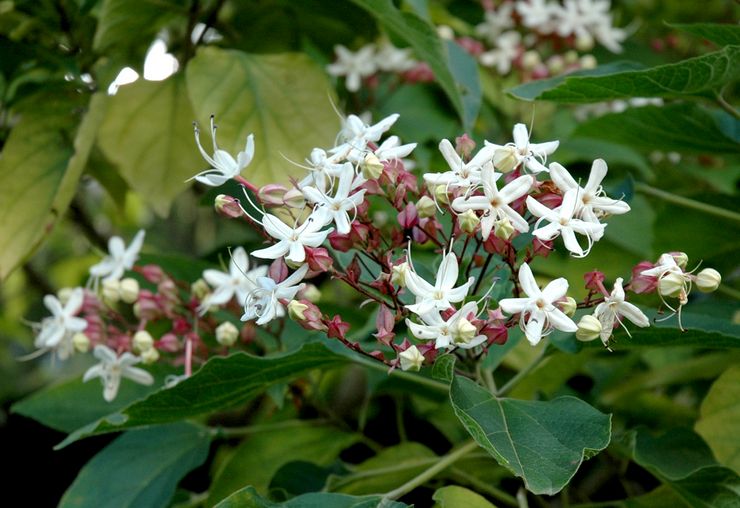 Clerodendrum parfumé