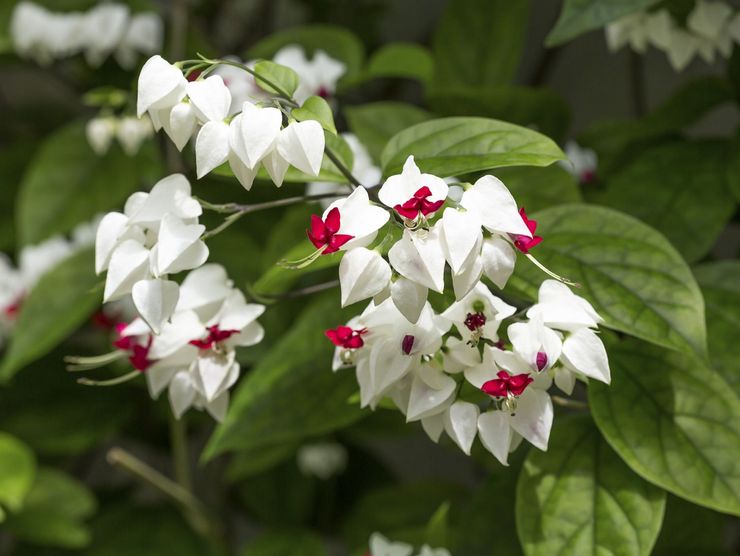 Description de clerodendrum