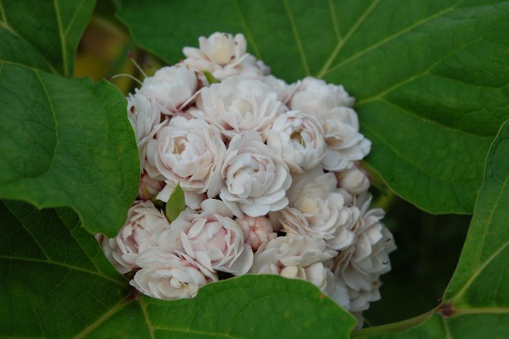 Clerodendrum Philippin