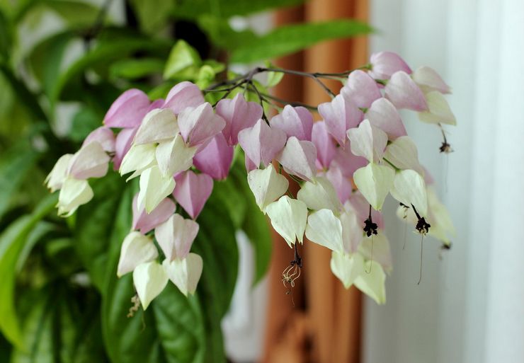 Arroser le clerodendrum