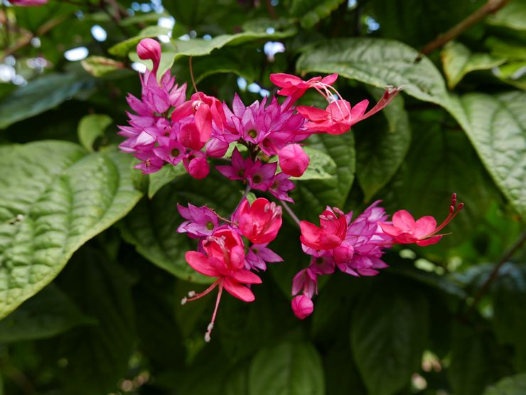 Clerodendrum magnifique