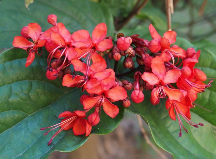 Clerodendrum brillant