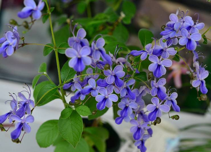 Clerodendrum ougandais