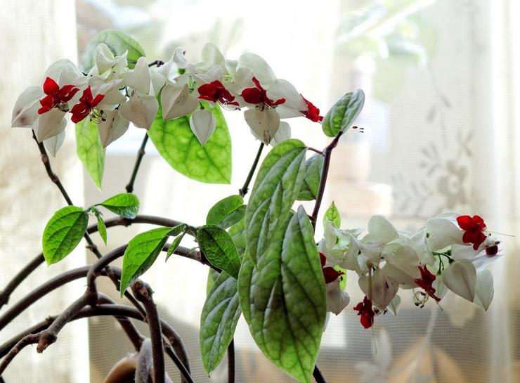 Prendre soin du clérodendrum à la maison