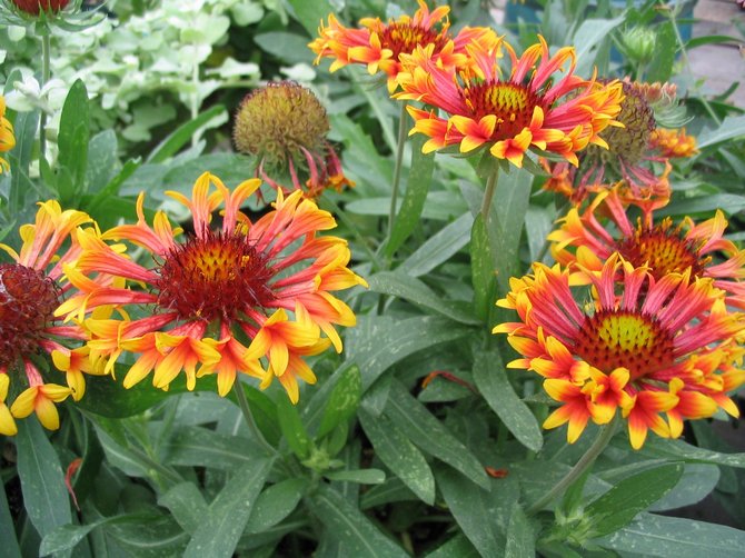 Un hybride dont les formes parentales sont épineuses et belle Gaillardia.