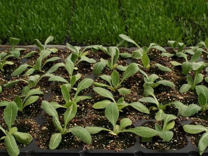 Cultiver Gaillardia en extérieur