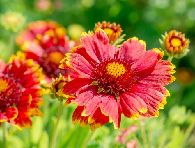 Gaillardia - plantation et entretien en plein champ. Cultiver Gaillardia à partir de graines. Types et variétés de Gaillardia, photo