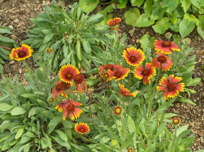 Entretien extérieur des fleurs de Gaillardia