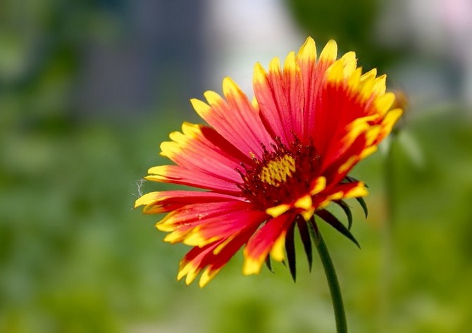 Types et variétés populaires de Gaillardia