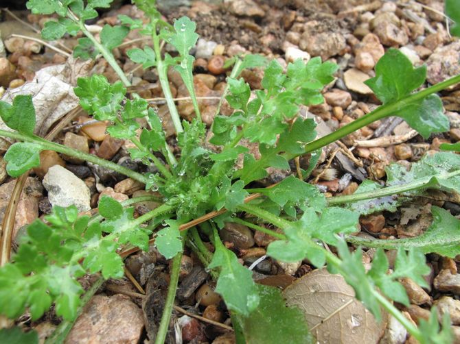 Les pousses de plantes de première année à l'automne sont coupées et saupoudrées de feuilles mortes.