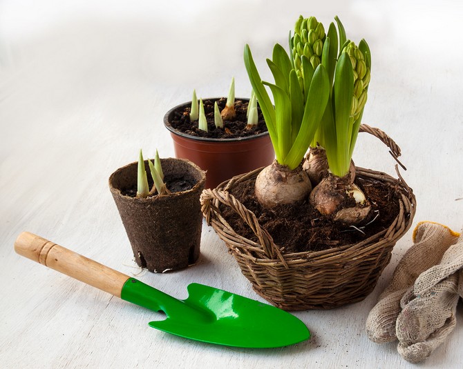 La plante a besoin d'un arrosage régulier mais doux.