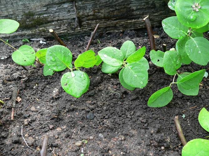 Propagation de chèvrefeuille par superposition