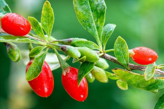 Comment faire pousser du goji (épine-vinette tibétaine) dans le pays