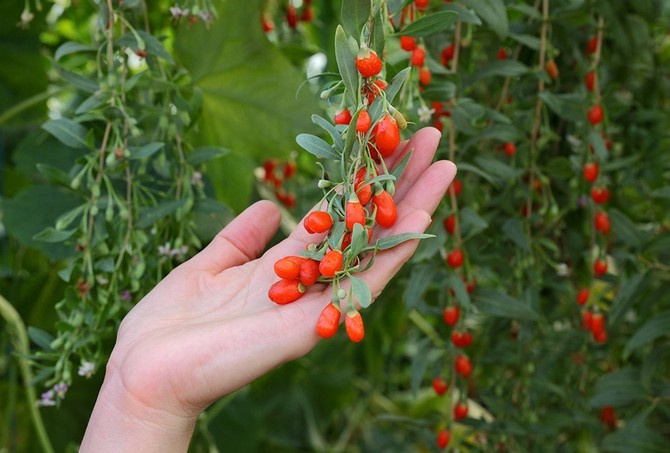 De plus, chaque année, la taille des branches de fruits se poursuit, en gardant au moins un bourgeon sur chacune d'elles.