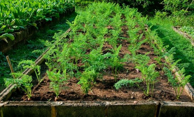 Entretien du jardin des carottes