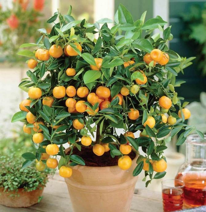 Prendre soin des calamondins à la maison