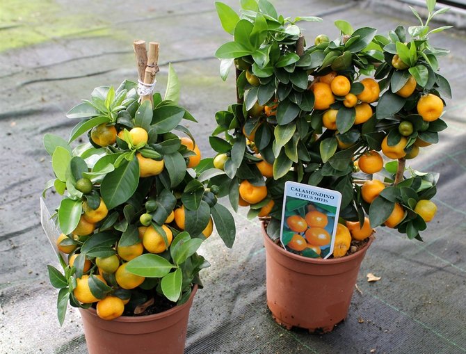 Calamondin ou citrofortunella (mandarine maison) - soins à domicile. Culture, repiquage et reproduction