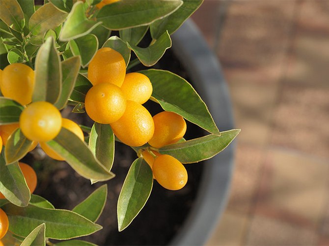 Pour transplanter un mandarine, vous avez besoin d'un grand pot, car il peut avoir un système racinaire très développé.