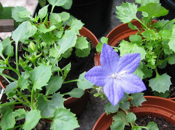 Le sol des cloches doit être facilement ameubli afin que les racines de la plante soient enrichies en oxygène suffisant.