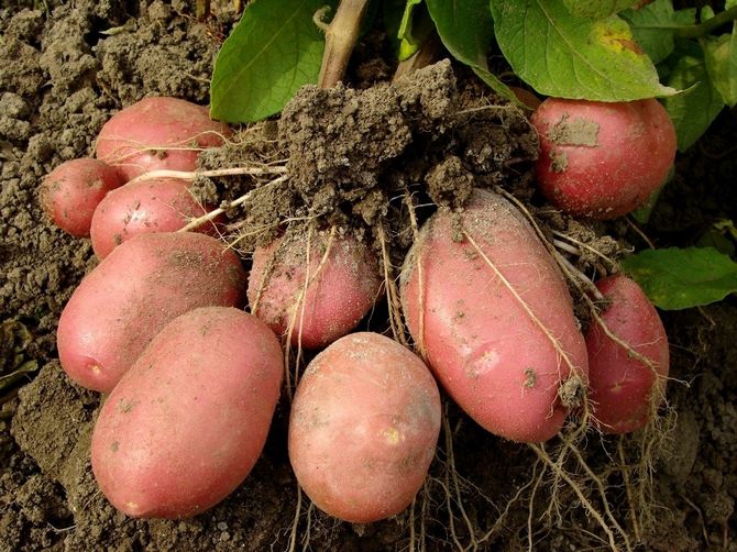 Cultiver des mini-tubercules de pommes de terre à partir de gros tubercules