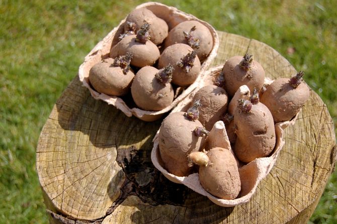 Cultiver des pommes de terre de semence à partir de têtes de tubercules