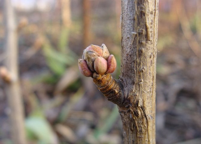 L'acarien rénal s'installe dans les bourgeons du cassis entre les écailles, dans le bourgeon il se multiplie et se nourrit du jus de cassis.