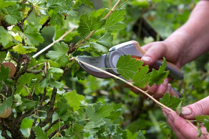 La taille ultérieure avec une méthode de treillis est similaire à la méthode classique: les pousses de l'année dernière sont réduites d'un tiers ou de moitié.