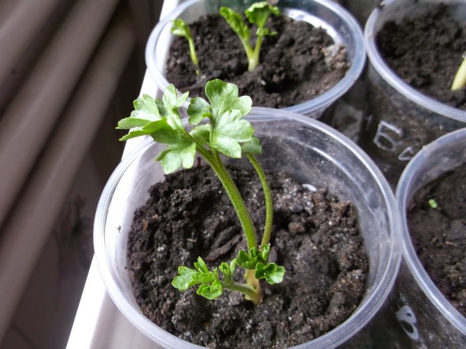 Le moyen le plus populaire et le plus simple de propager une renoncule de jardin est de fendre la racine.