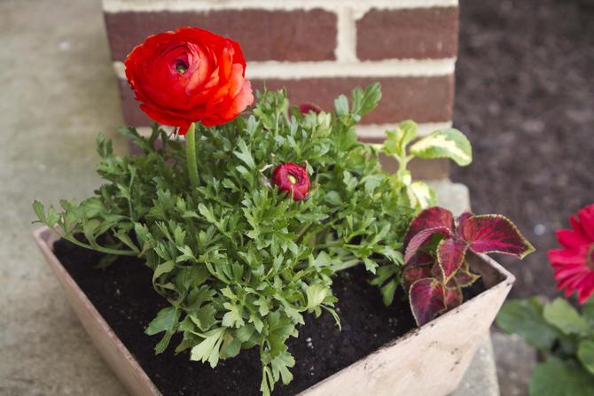 La renoncule de jardin se marie bien dans un parterre de fleurs avec diverses plantes.