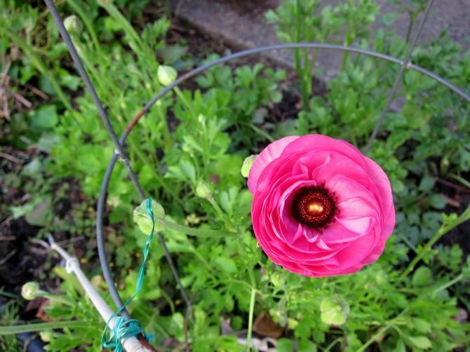 Soin des fleurs de renoncule à l'extérieur