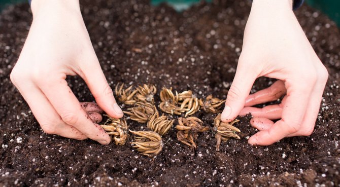 Règles de plantation pour les renoncules