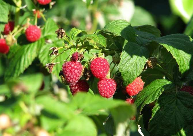 Au cours des premières années de vie, lorsque les plantes gagnent en force et que leur formation se poursuit, une alimentation supplémentaire sous forme d'engrais organiques sera nécessaire.