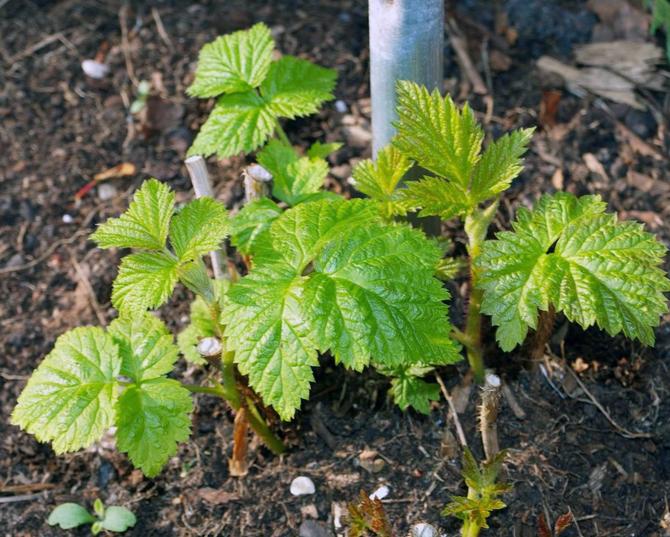 Les framboises aiment pousser dans les zones de terre poreuses, légères et humides.