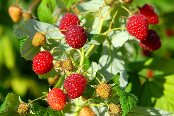 Culture de framboises: plantation, entretien, alimentation