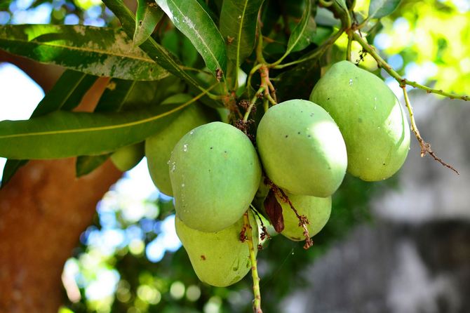 Les mangues mûres peuvent peser jusqu'à 2 kilogrammes.