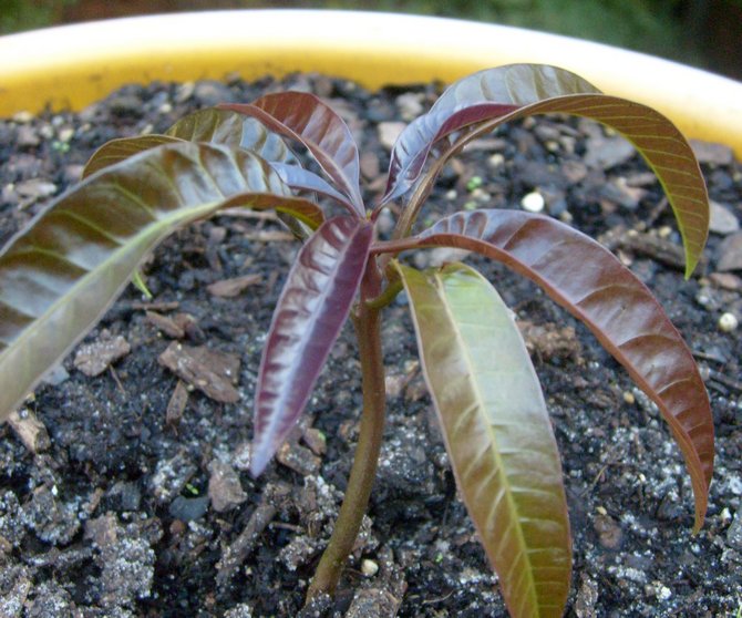 Un sol modérément humide est le sol optimal pour la culture des arbres tropicaux.