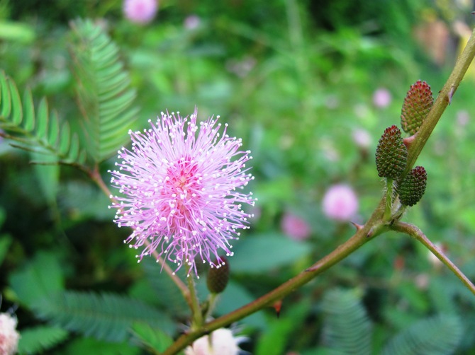 Mimosa timide - soins à domicile. Culture, repiquage et reproduction de mimosa timide. Description, photo