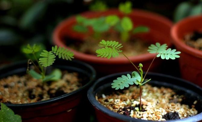 Reproduction de mimosa timide