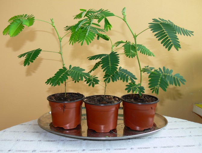 La température la plus optimale pour le mimosa à ce moment est d'environ 22 degrés.