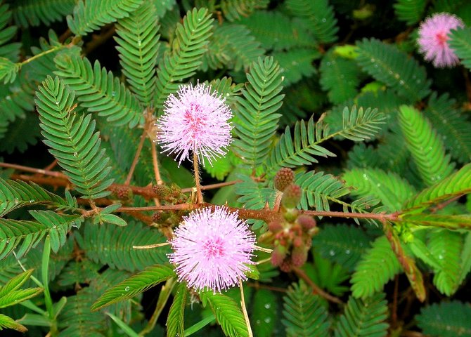 La plante est un petit arbuste à petites fleurs sphériques dont les feuilles ressemblent à celles d'une fougère.