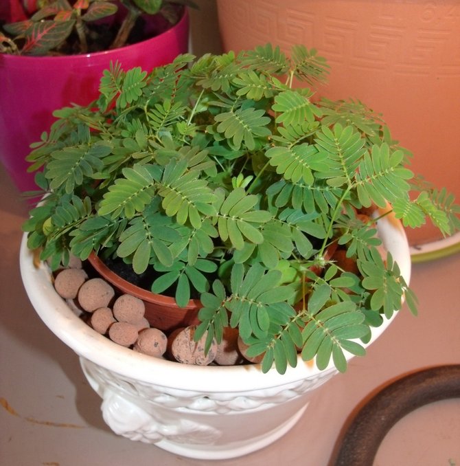 Prendre soin du mimosa timide à la maison