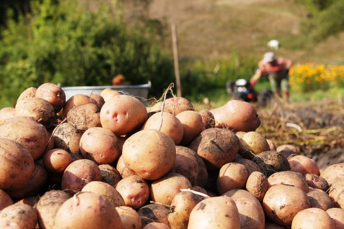 Comment améliorer une variété de pomme de terre: 5 façons