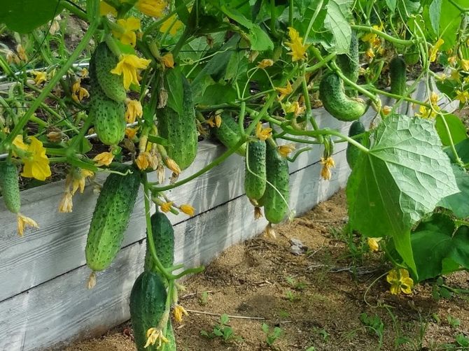 Préparer le jardin pour les concombres: jardin chaud mobile