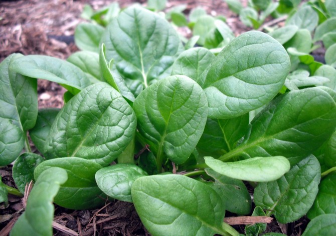 Cultiver des légumes et des légumes au début dans une serre