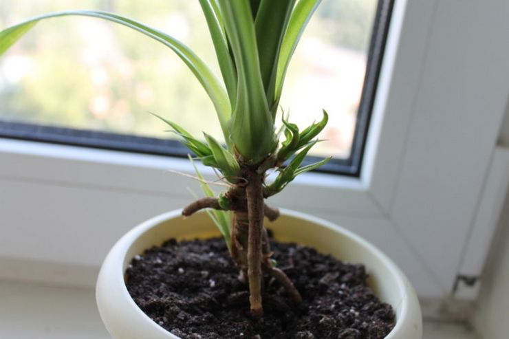 Racines aériennes de pandanus