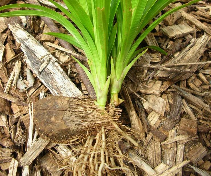 Greffe de Pandanus