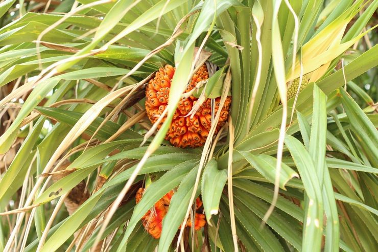 Pandanus se cachant derrière