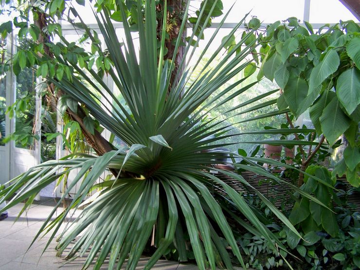 Pandanus utile