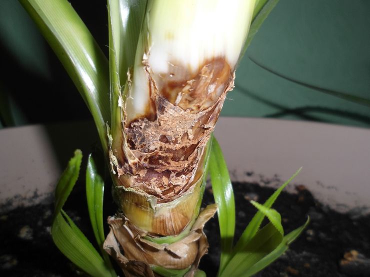 Maladies et ravageurs du pandanus