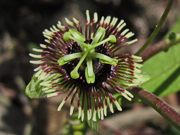 Passiflore "Chauve-souris"